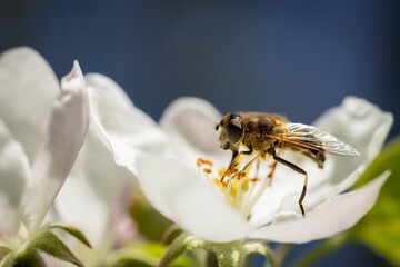 A macro photograph of a bee collecting nectar from a blooming white flower on a sunny day.