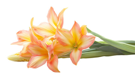 Corn plants and a harvested grain field at sunset in beautiful golden light