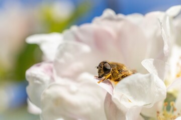 A macro photograph of a bee collecting nectar from a blooming white flower on a sunny day.