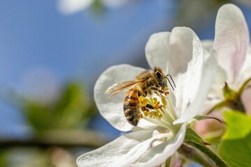 A macro photograph of a bee collecting nectar from a blooming white flower on a sunny day.