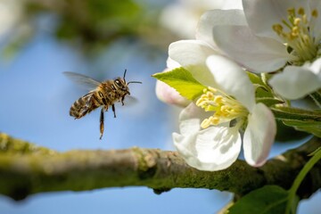 A macro photograph of a bee collecting nectar from a blooming white flower on a sunny day.