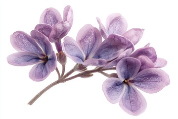 Fototapeta premium Beautiful Purple Flowers A Floral Delight