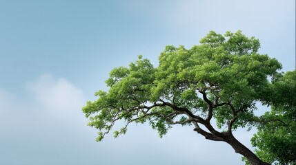 ?apture minimalistic view of tree with vibrant foliage against serene sky