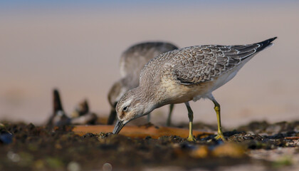 Red Knot - on the autumn migration way at a seashore