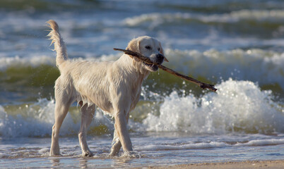 Golden retriever - holidays at the sea