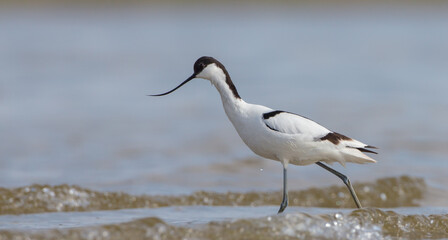 Pied avocet - feeding on the shore of lagoon in the cloud of mosquitoes