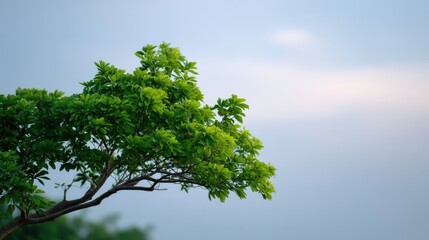 Fototapeta premium ?apture minimalistic view of tree with vibrant foliage against serene sky