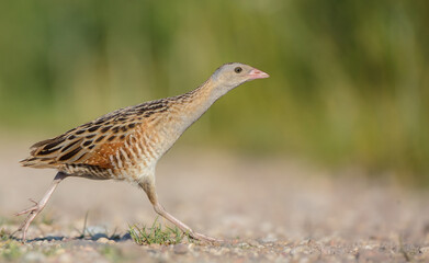 Corn crake - male bird at a meadow in the beginning of the summer