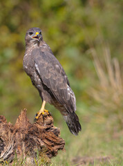 Common Buzzard in spring at a wet forest