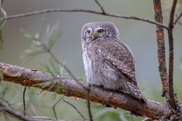 Eurasian Pigmy Owl in a fir grove in spring 