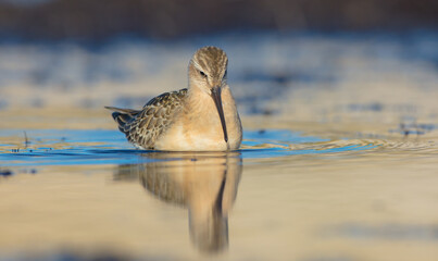 The curlew sandpiper - young bird at a seashore on the autumn migration way