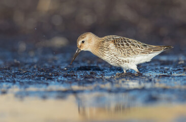 Dunlin - at a seashore on the autumn migration way