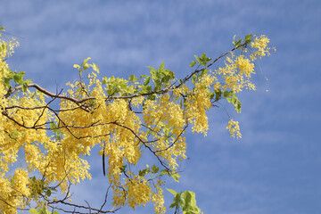 Small Yellow Flower or Cassia fistula flower
