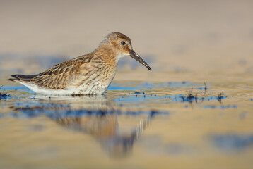 Dunlin - at a seashore on the autumn migration way