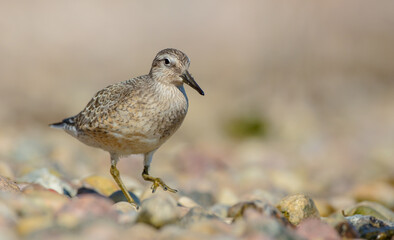 Red Knot - on the autumn migration way at a seashore