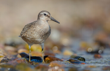 Red Knot - on the autumn migration way at a seashore
