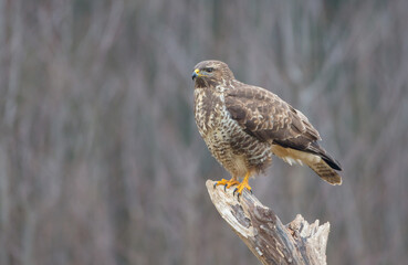 Common Buzzard in spring at a wet forest