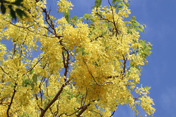 Small Yellow Flower or Cassia fistula flower