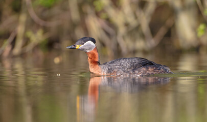 Red-necked grebe at the small lake in spring