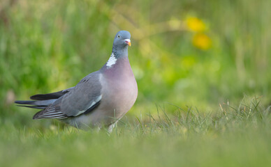 Common wood pigeon - in a city park in spring 
