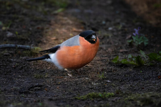 Bullfinch (Pyrrhula pyrrhula) looking for food
