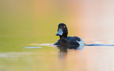 Tufted Duck - male bird at a small lake in spring