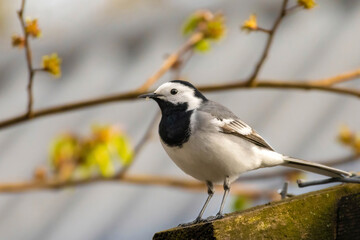 White Wagtail - motacilla alba, on a wooden fence