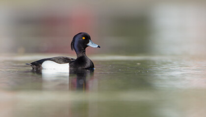 Tufted Duck - male bird at a small lake in spring