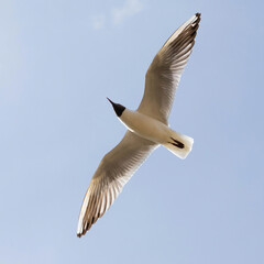 gull flying in the blue sky. Chroicocephalus ridibundus.
