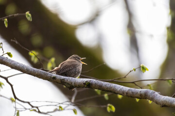 Troglodytes troglodytes. Wild nature. From the life of birds.