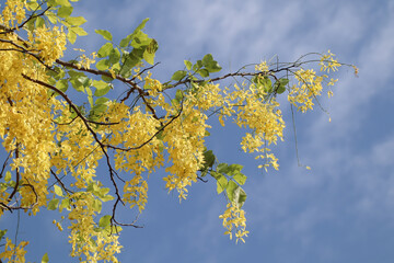 Small Yellow Flower or Cassia fistula flower