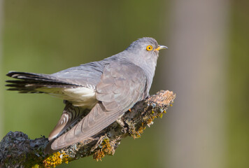 Common cuckoo - in spring at a wet forest