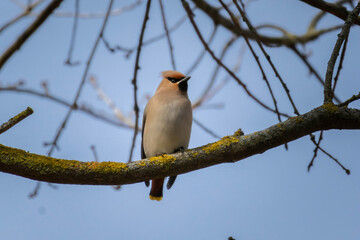 Waxwing (Bombycilla garrulus) perching on tree branch