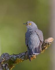 Common cuckoo - in spring at a wet forest
