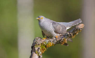 Common cuckoo - in spring at a wet forest