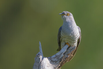 Common cuckoo - in spring at a wet forest