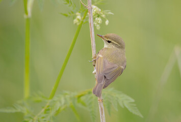 The greenish warbler - male bird in spring
