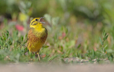 Yellowhammer  - male in summer