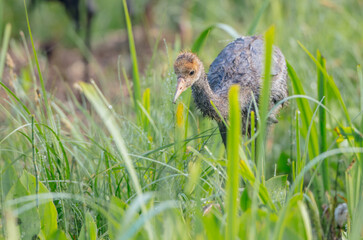 The common crane - juvenile bird at a wetland on the early summer morning fog