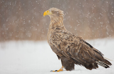The white-tailed eagle - adult male - in early spring at the wet forest during the snowstorm