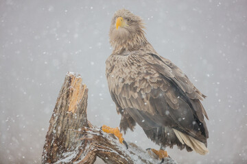 The white-tailed eagle - adult female - in early spring at the wet forest during the snowstorm