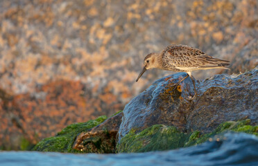 Dunlin - at a seashore on the autumn migration way