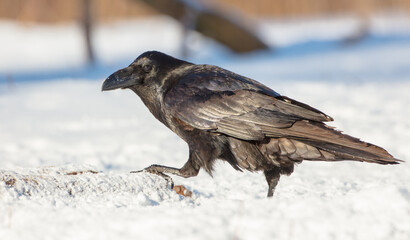 Common Raven - in winter at a wet forest