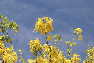 Small Yellow Flower or Cassia fistula flower