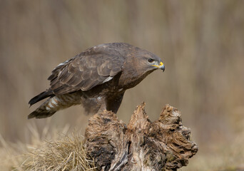 Common Buzzard in early spring at a wet forest