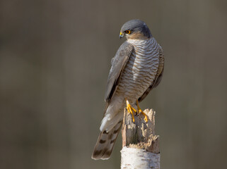 Eurasian Sparrowhawk - adult male at the wet forest in spring
