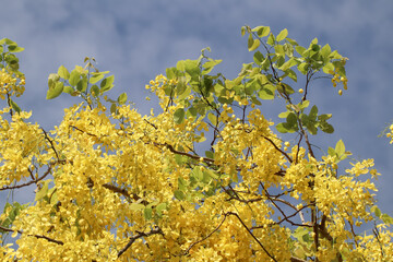 Naklejka premium Small Yellow Flower or Cassia fistula flower