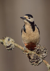 Great Spotted Woodpecker - female - in the wet forest in winter