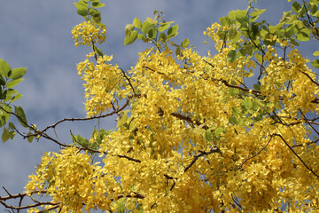 Small Yellow Flower or Cassia fistula flower