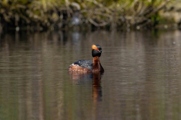 Colorful horned grebe (Podiceps auritus) swimming spring time